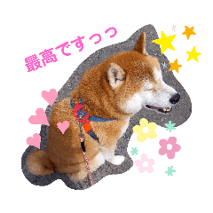 でか柴こてつスタンプ3