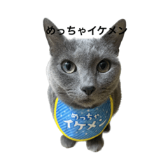 Kojimaのねこ レオver.