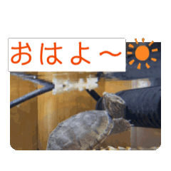 動く亀ちゃんスタンプ