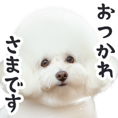 リアルな白い犬ミーム（やさしい日常）