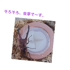 メタリフェルホソアカクワガタ(全)