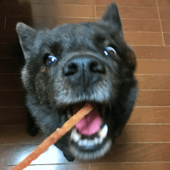 甲斐犬一休さん