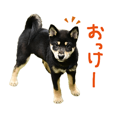 柴犬りっく