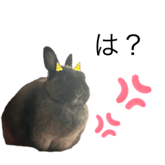 上から目線の怒りうさぎのゴーちゃん