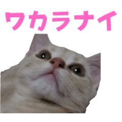 かるび一人前！