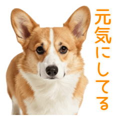 心配しすぎるコーギーの四季