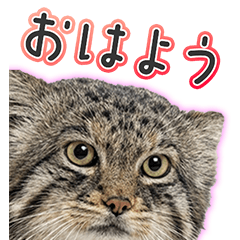 BIG! マヌルネコであいさつ