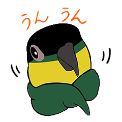 Plump Black-headed Caique