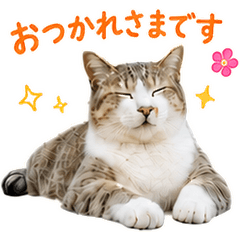 おしゃべり野良猫しまちゃん vol.3