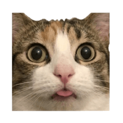 おもしろ猫ミーム:シュールな可愛い猫