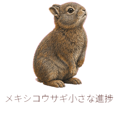 メキシコウサギ小さな進捗