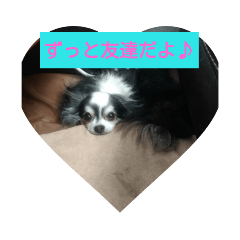 チワワのスタンプ集