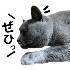 ブリちゃんぶりぶりスタンプ2