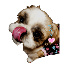 シーズーのショコラとポメチー蔵之介