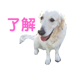 英国ゴールデン女子　ブランのスタンプ