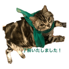 にゃにゃこ日常