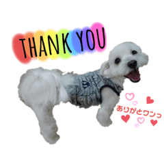 白犬 わんこマルチーズ 日常会話 スタンプ