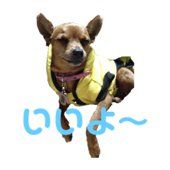 ミニピンぽてとの日常 〜其ノ弐〜