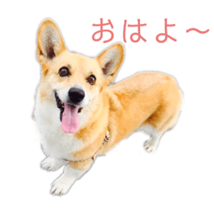 ラッキーさんの1日