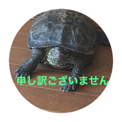 うちのかめちゃんたちver2