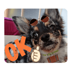 チワワのダンちゃん♡使えるスタンプ