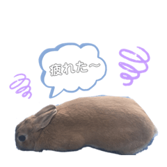 うさぎのmokoちゃん2