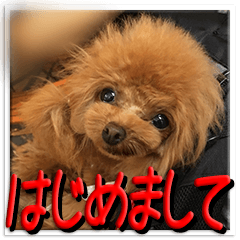 かわいいトイプードルのスタンプ！！！