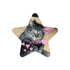 とら&コロと申します♪