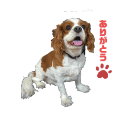わんこ普段使える言葉スタンプ