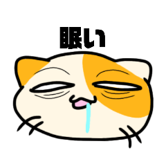 オレンジのオもシロい猫