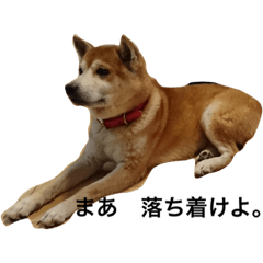 今日もリキっていこまいか