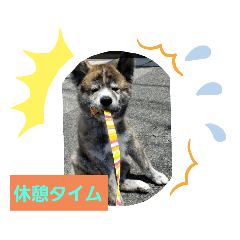 きゃわいい秋田犬パートⅡ