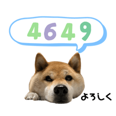 柴犬のあんちゃんです