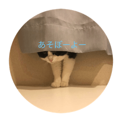 ネコの日常スタンプ1