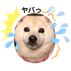 ちょりんです②