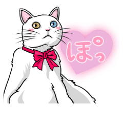 ツンデレの白猫