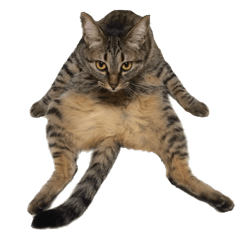 ちょぽの日常。