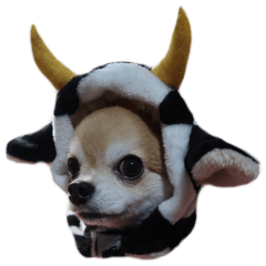 チワワのセレサ 2021　牛