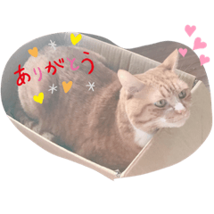 我が家のまももくん