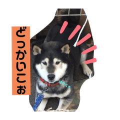 友香ちゃんの色々