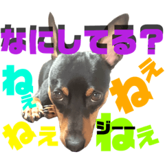 我が家のミニピン②