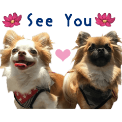 リアルDOG 甘えん坊MARO＆やんちゃなCOO