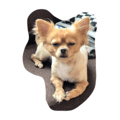 うちのアールくん