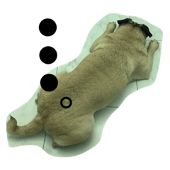 ウチのパグちゃん