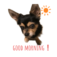 かわいいよ❣️cocoちゃんスタンプ