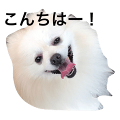 ポメラニアンに癒されたい