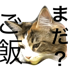 うちの猫さんズ