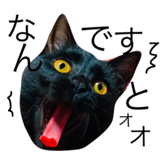 くろねこきゃらちゃん