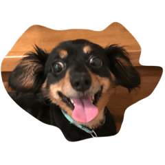 ミックスファミリー