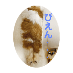 うちのシーズーがはんぱねぇ！